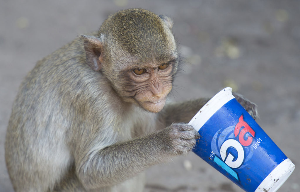 Monkey Buffet Festival in Lopburi, Thailand