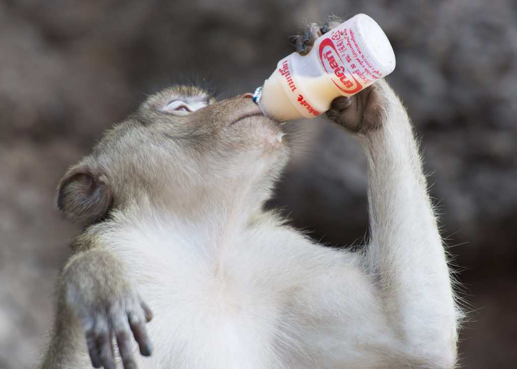 Monkey Buffet Festival in Lopburi, Thailand