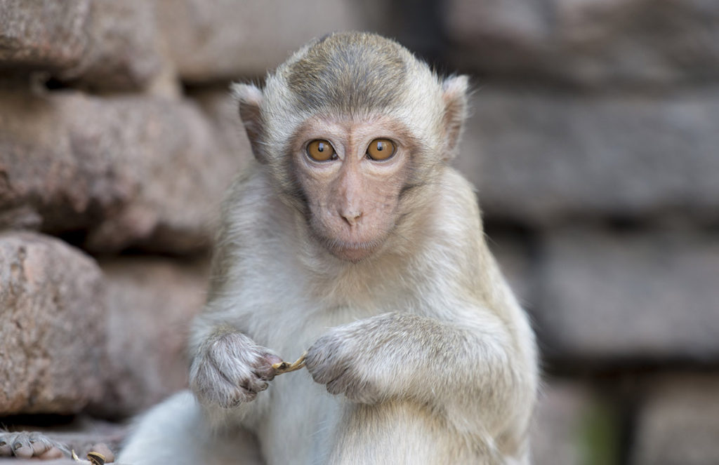 Monkey Buffet Festival in Lopburi, Thailand