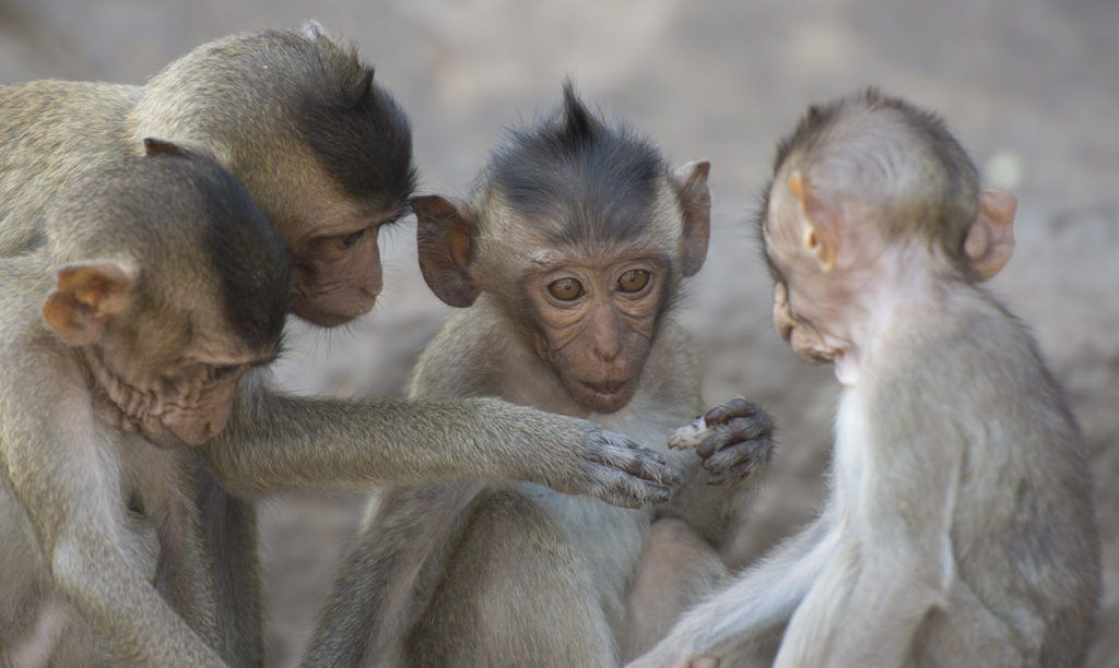 Monkey Buffet Festival in Lopburi, Thailand