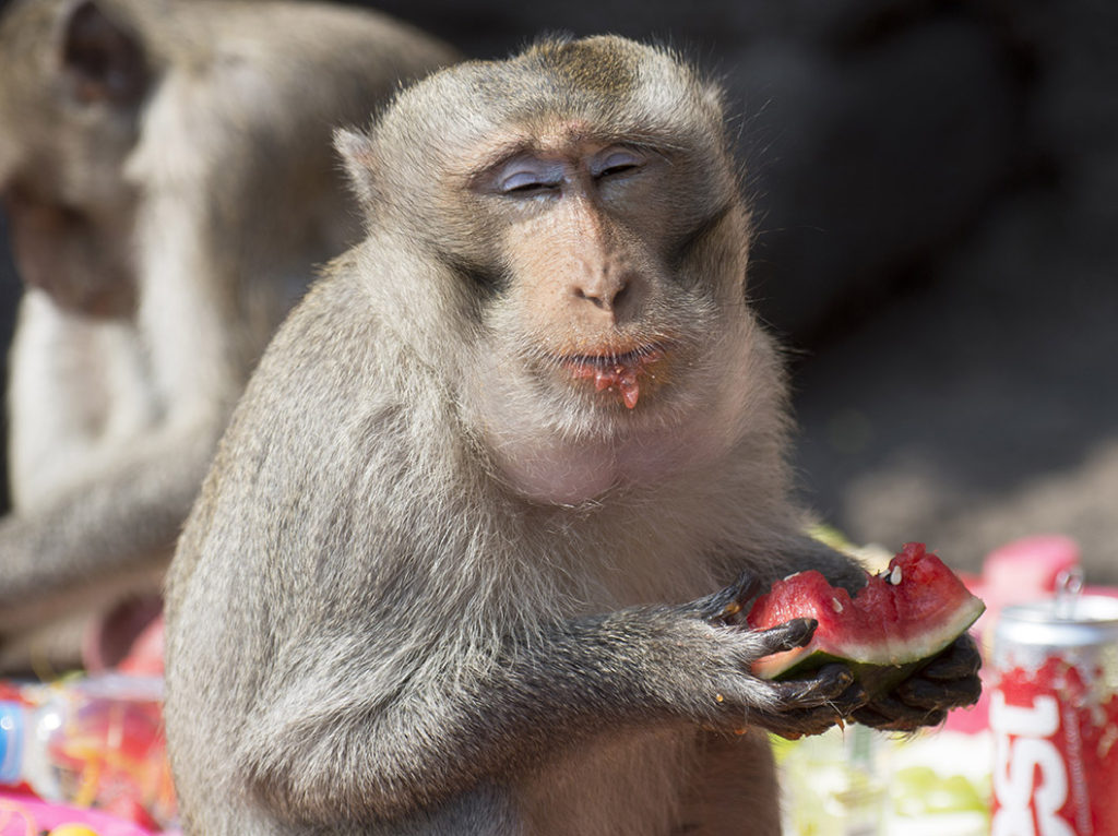 Monkey Buffet Festival in Lopburi, Thailand