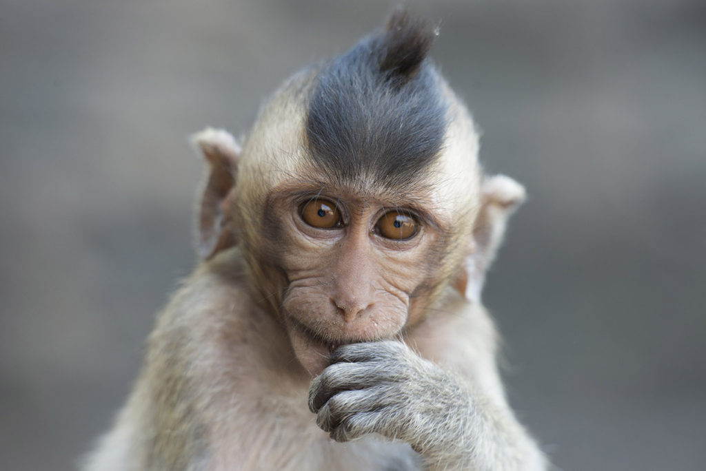 Monkey Buffet Festival in Lopburi, Thailand