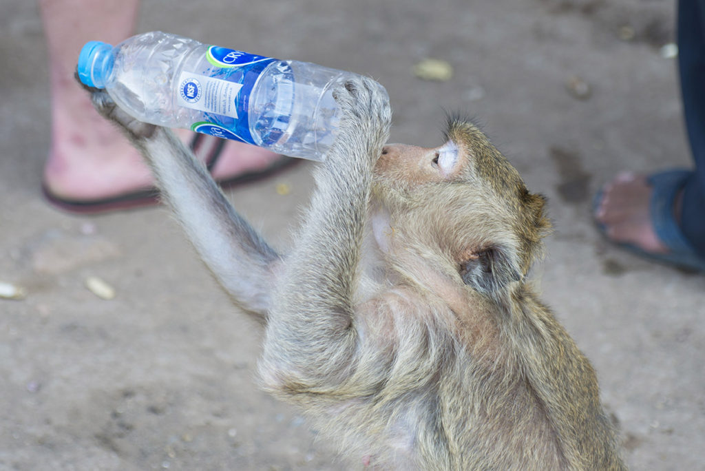 Monkey Buffet Festival in Lopburi, Thailand