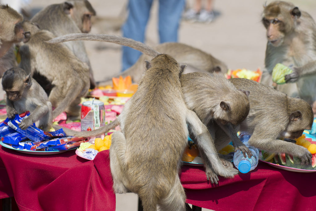 Monkey Buffet Festival in Lopburi, Thailand