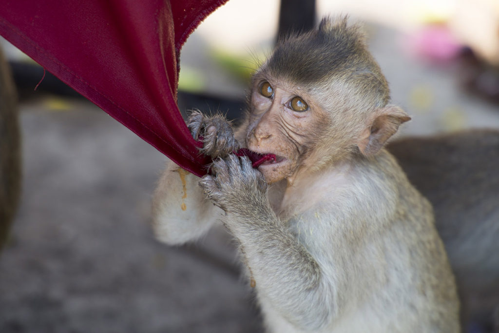 Monkey Buffet Festival in Lopburi, Thailand