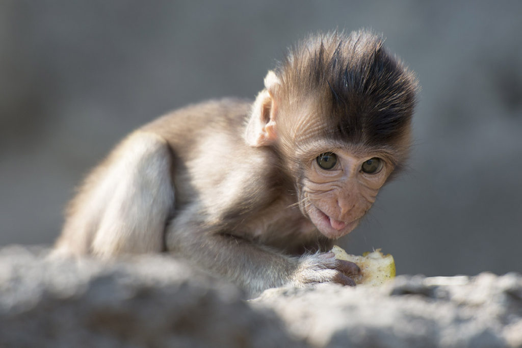 Monkey Buffet Festival in Lopburi, Thailand