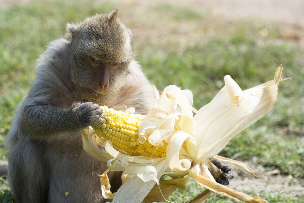 Monkey Buffet Festival in Lopburi, Thailand