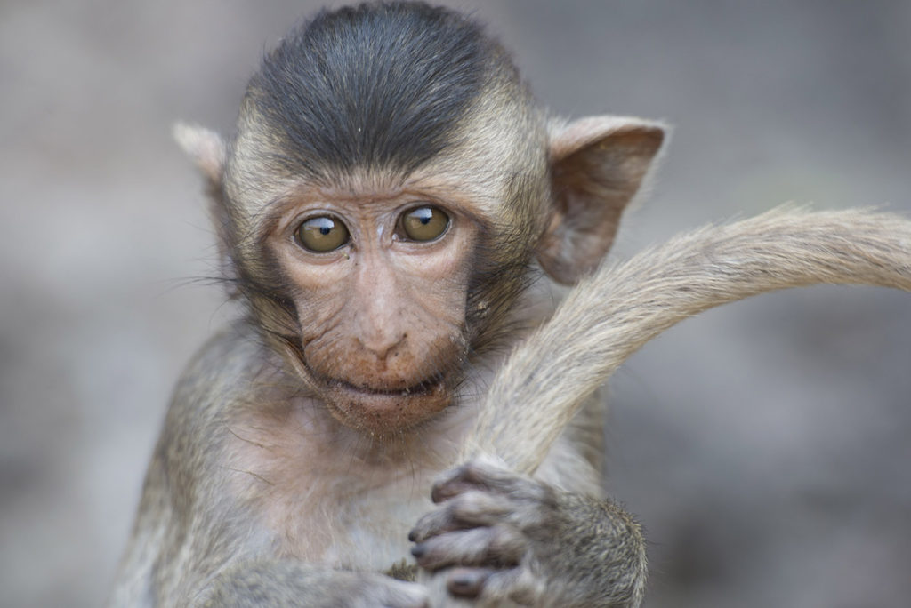 Monkey Buffet Festival in Lopburi, Thailand