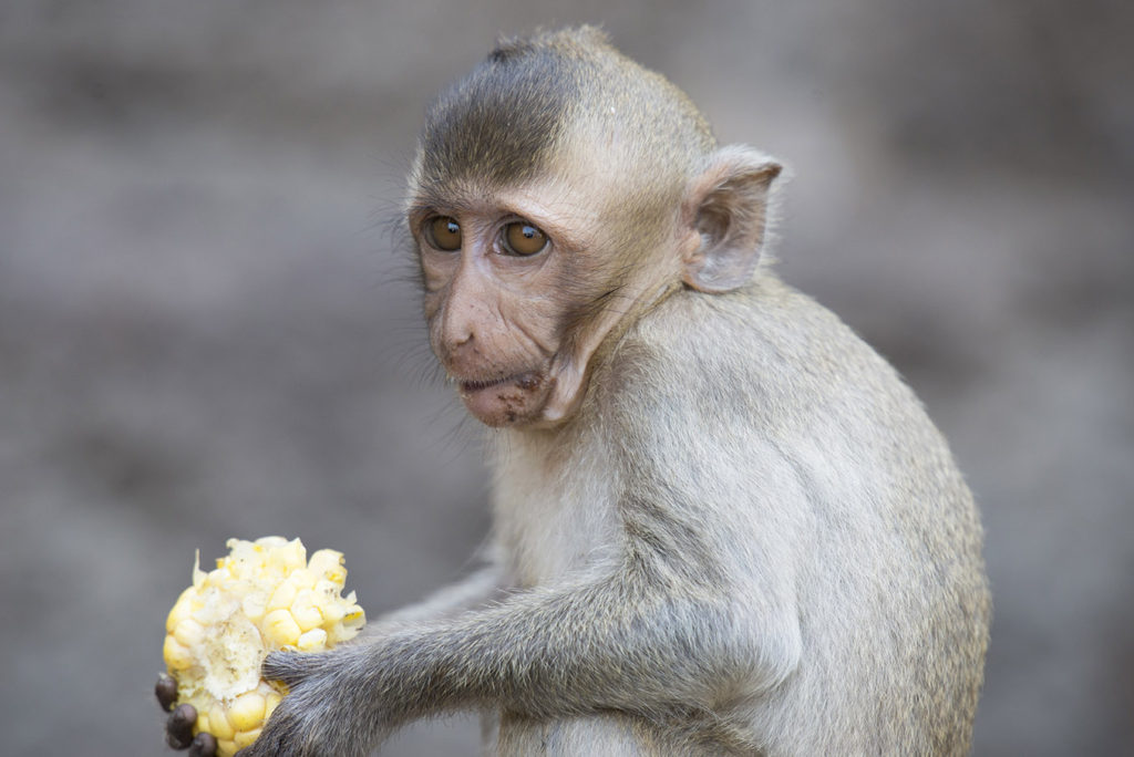 Monkey Buffet Festival in Lopburi, Thailand