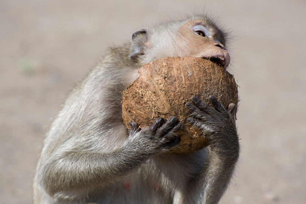 Monkey Buffet Festival in Lopburi, Thailand