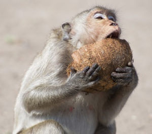 Monkey Buffet Festival in Lopburi, Thailand