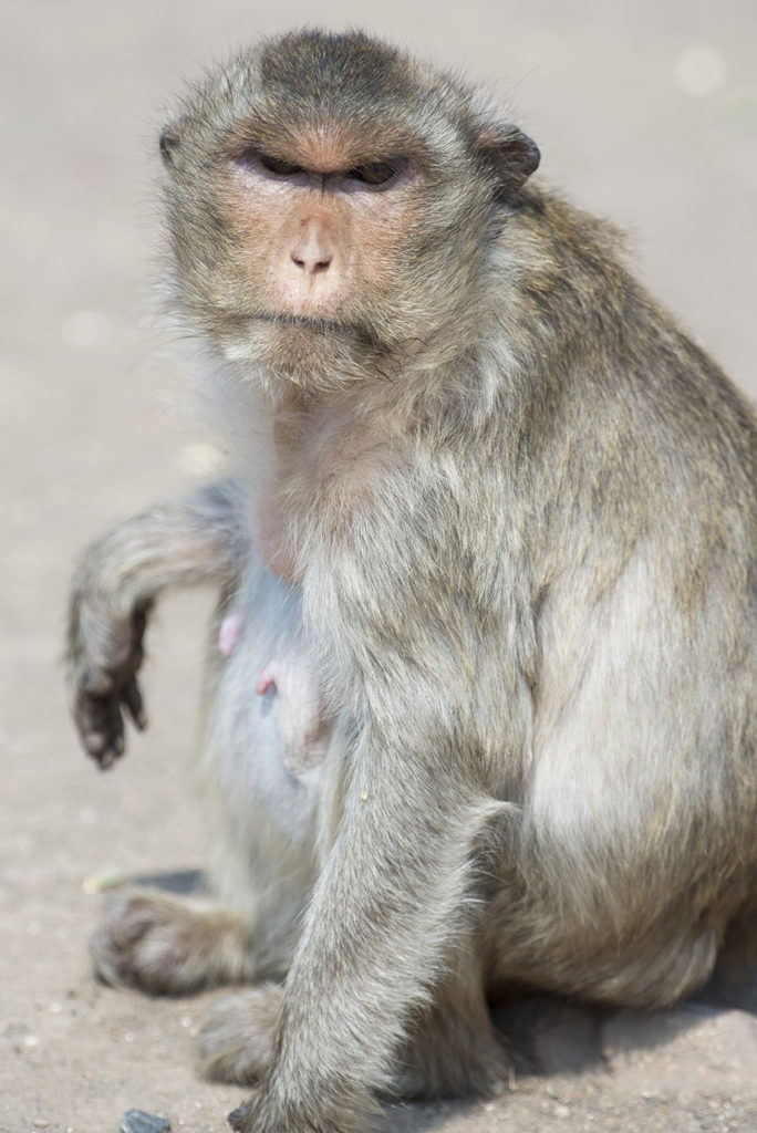 Monkey Buffet Festival in Lopburi, Thailand