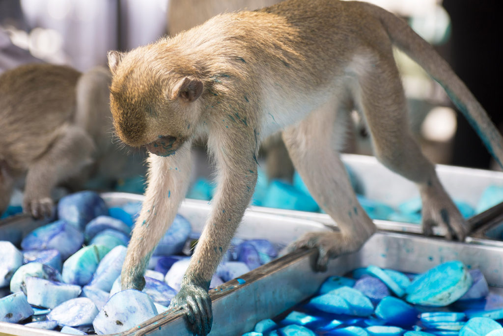 Monkey Buffet Festival in Lopburi, Thailand