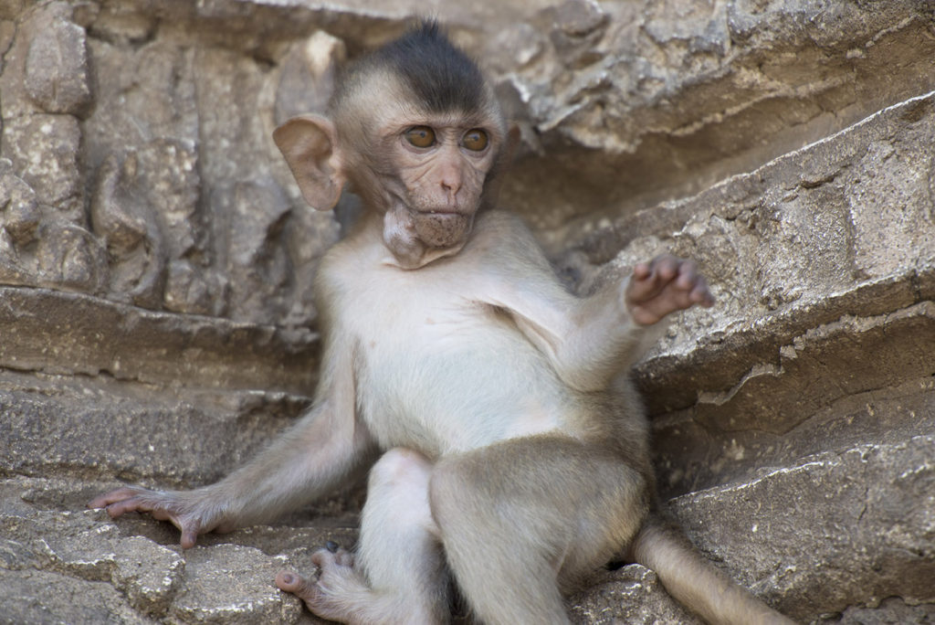 Monkey Buffet Festival in Lopburi, Thailand