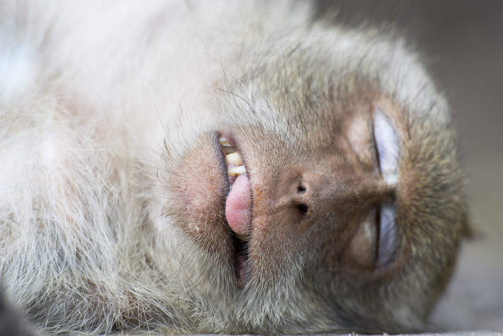 Monkey Buffet Festival in Lopburi, Thailand