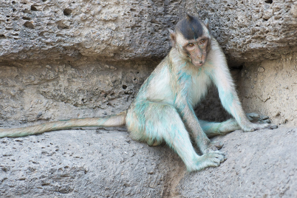 Monkey Buffet Festival in Lopburi, Thailand