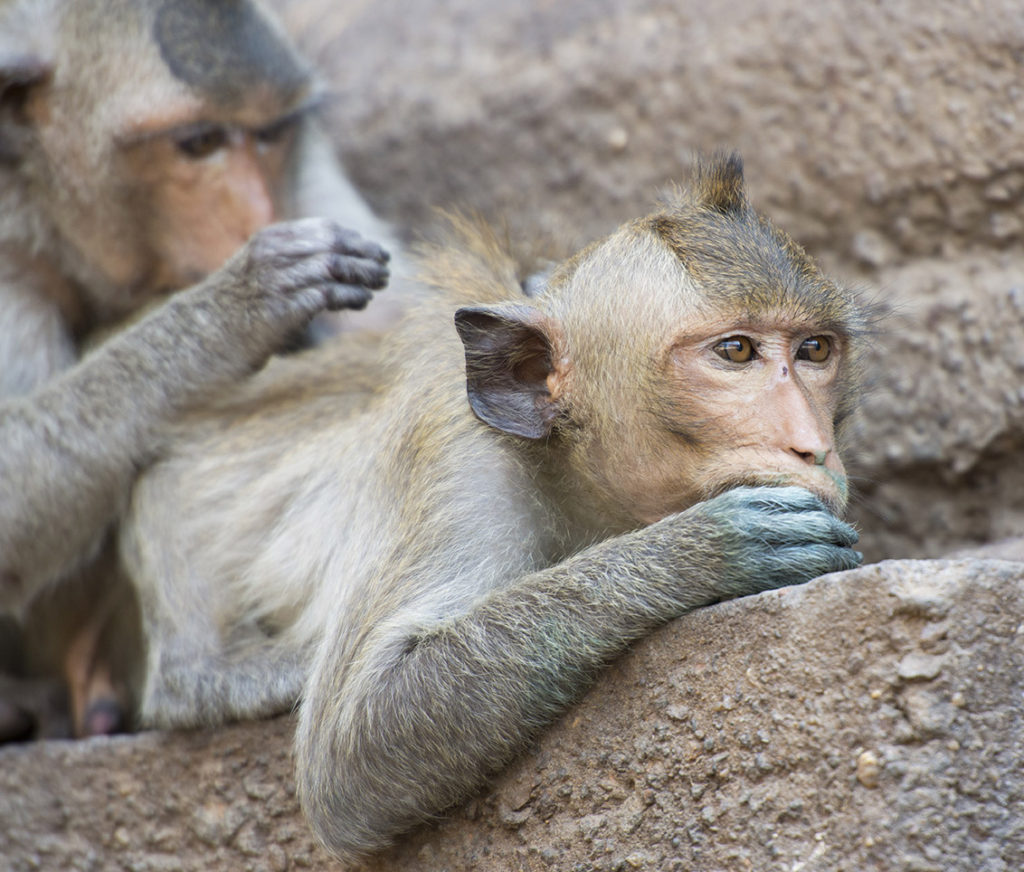 Monkey Buffet Festival in Lopburi, Thailand