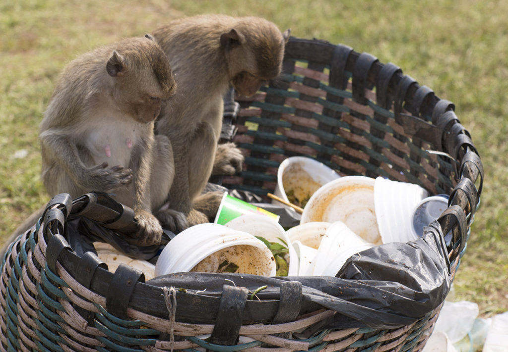 Monkey Buffet Festival in Lopburi, Thailand