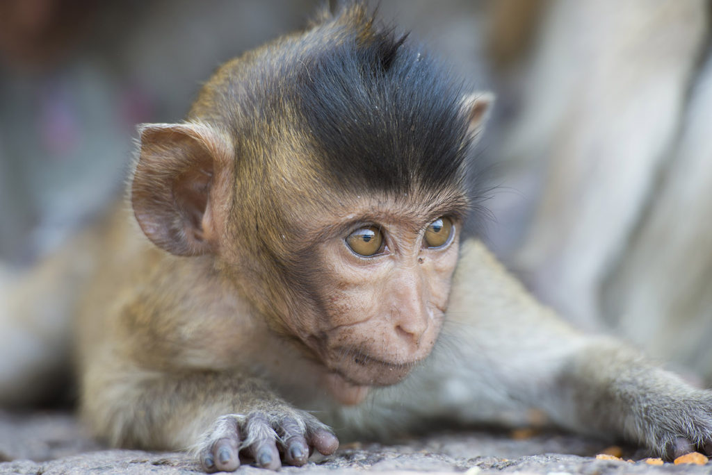 Monkey Buffet Festival in Lopburi, Thailand