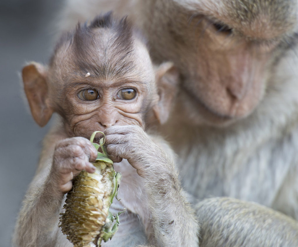 Monkey Buffet Festival in Lopburi, Thailand