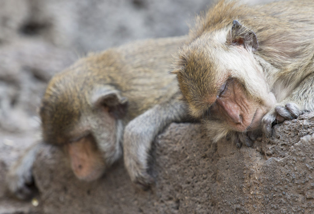 Monkey Buffet Festival in Lopburi, Thailand