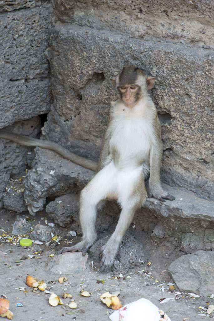 Monkey Buffet Festival in Lopburi, Thailand