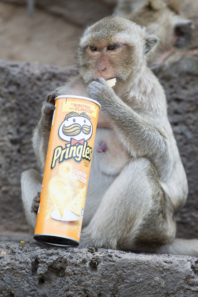 Monkey Buffet Festival in Lopburi, Thailand