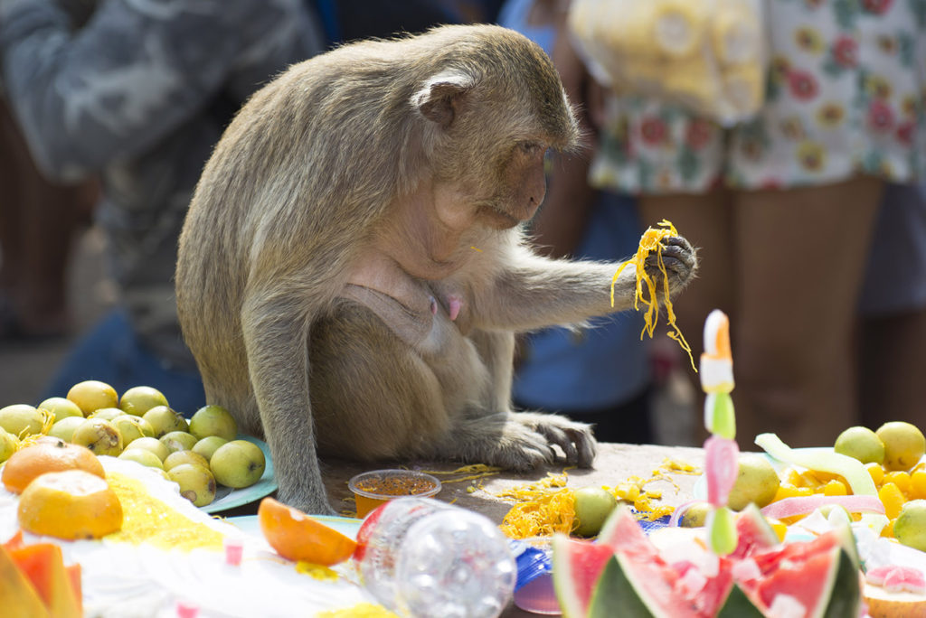 Monkey Buffet Festival in Lopburi, Thailand