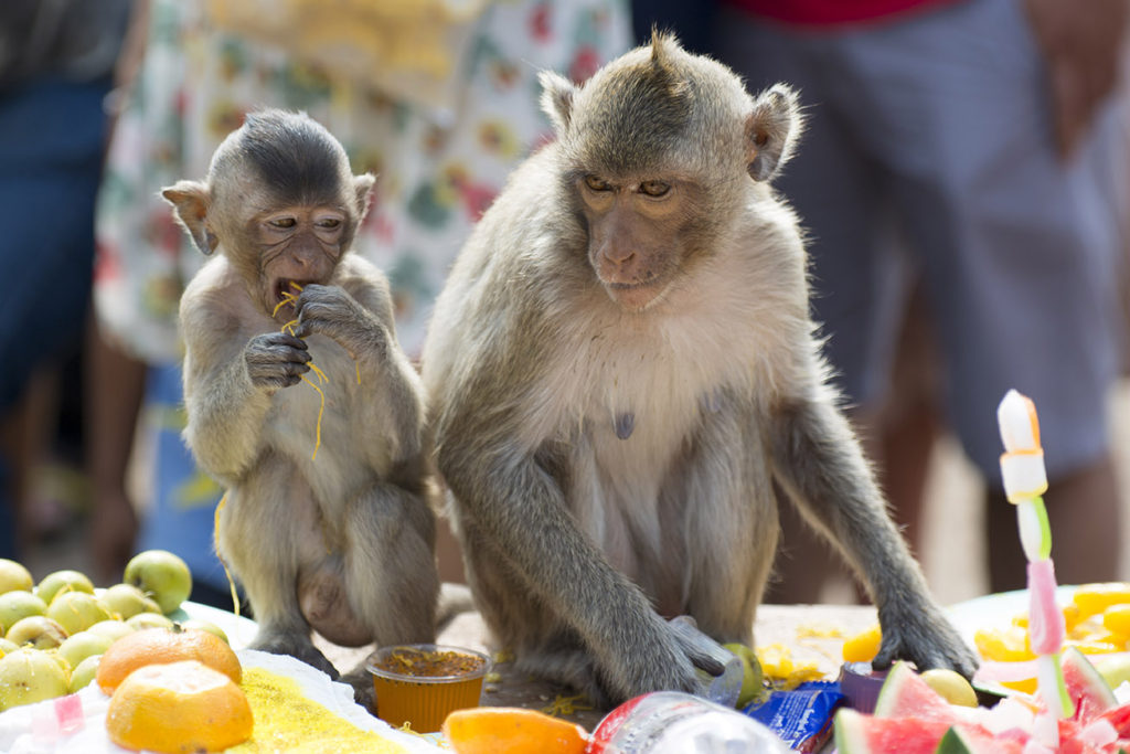 Monkey Buffet Festival in Lopburi, Thailand