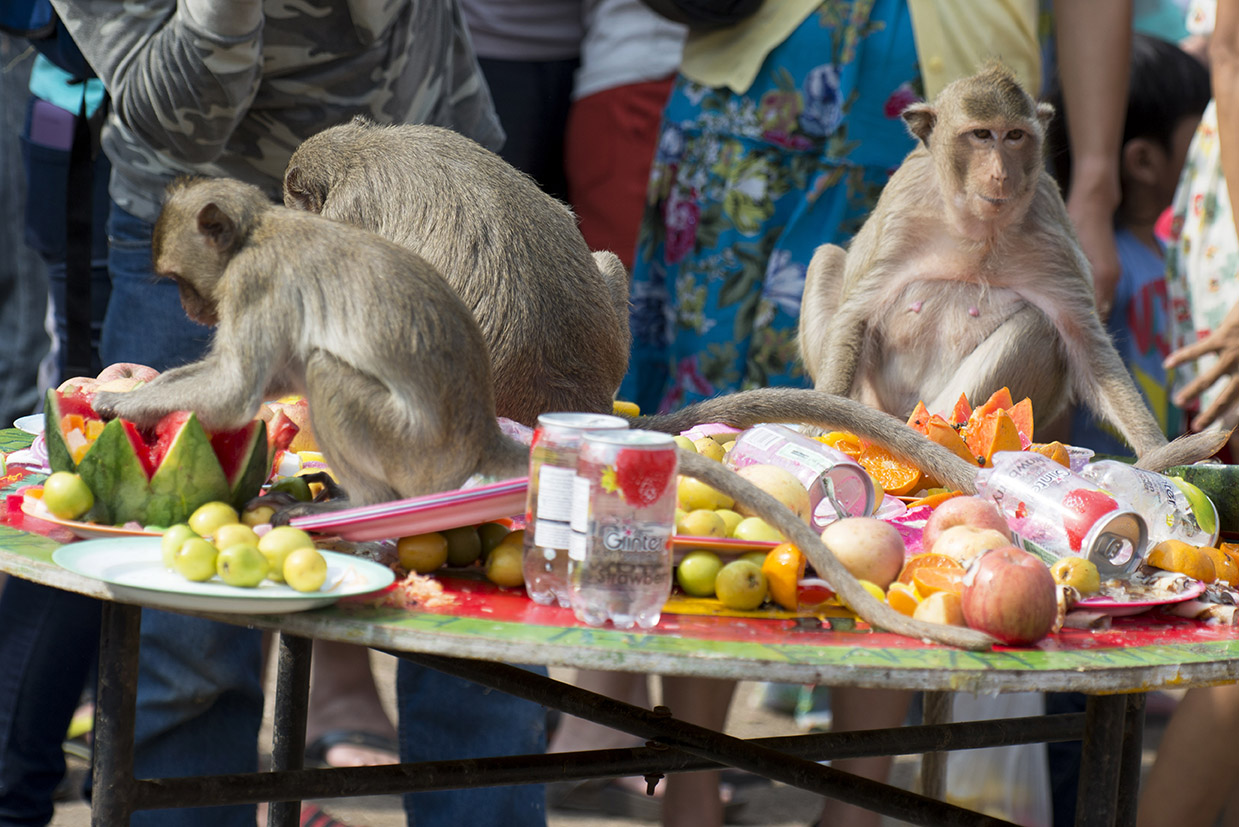 THAILAND: Monkey tea party gallery – Posts from the Edge