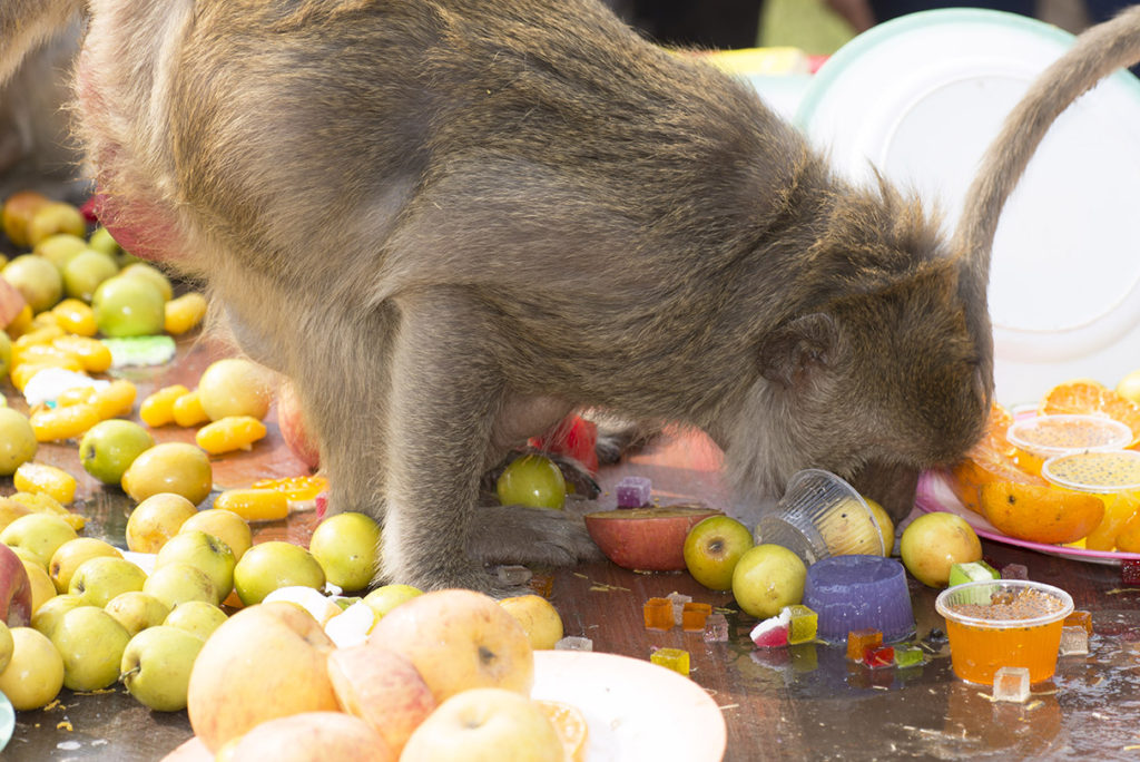 Monkey Buffet Festival in Lopburi, Thailand