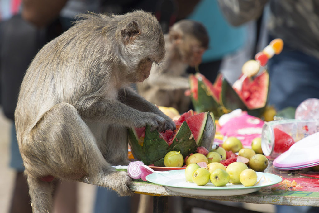 Monkey Buffet Festival in Lopburi, Thailand