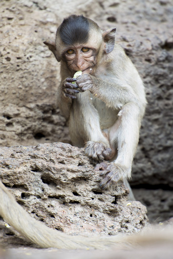 Monkey Buffet Festival in Lopburi, Thailand