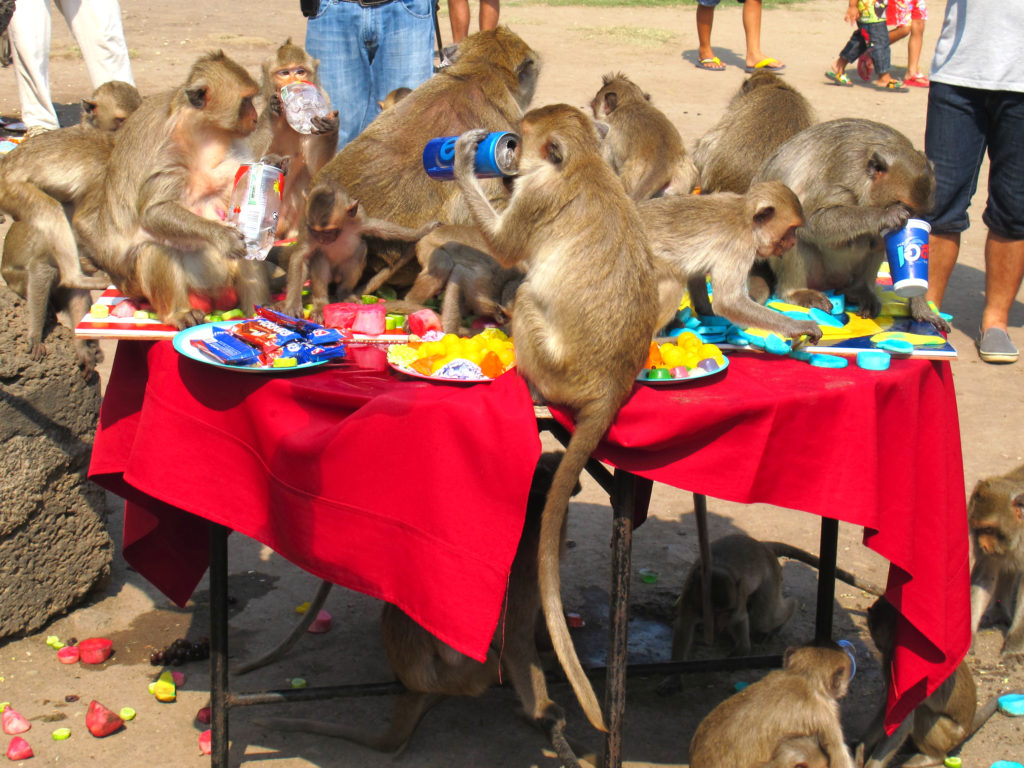 Monkey Buffet Festival in Lopburi, Thailand