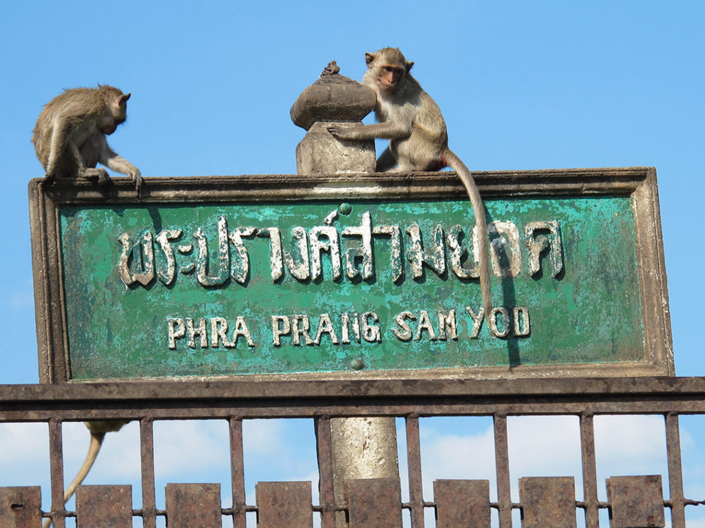 Monkey Buffet Festival in Lopburi, Thailand