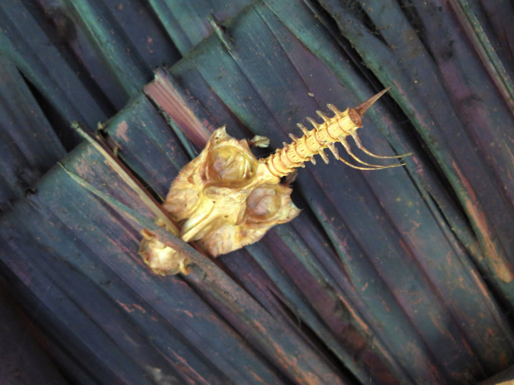 Jungle expedition to the Korowai tribe, Papua, Indonesia