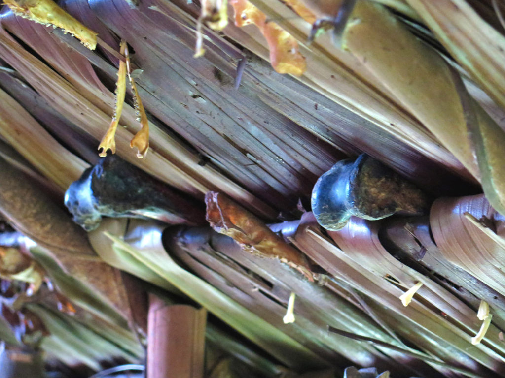 Jungle expedition to the Korowai tribe, Papua, Indonesia