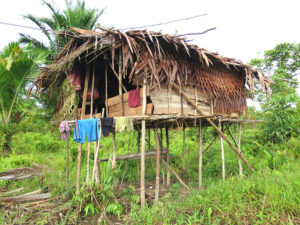 Jungle expedition to the Korowai tribe, Papua, Indonesia