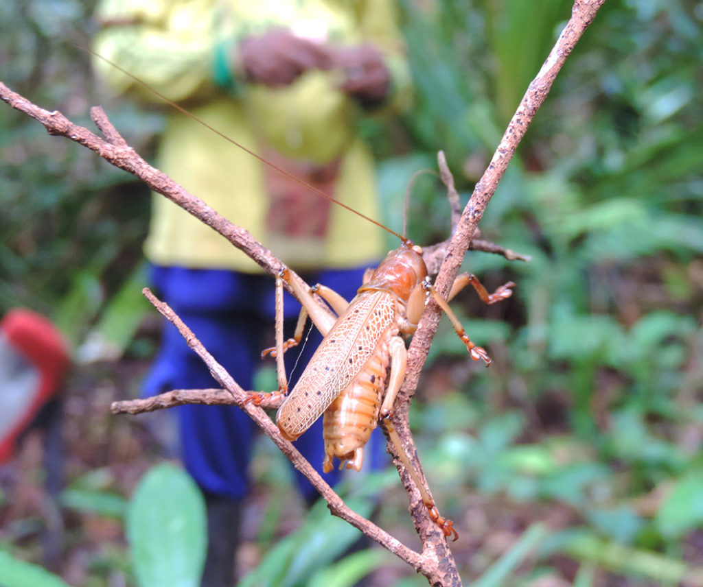 Jungle expedition to the Korowai tribe, Papua, Indonesia