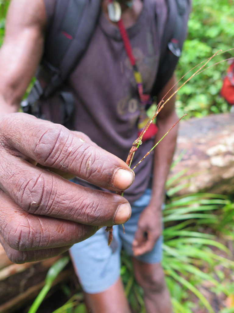 Jungle expedition to the Korowai tribe, Papua, Indonesia