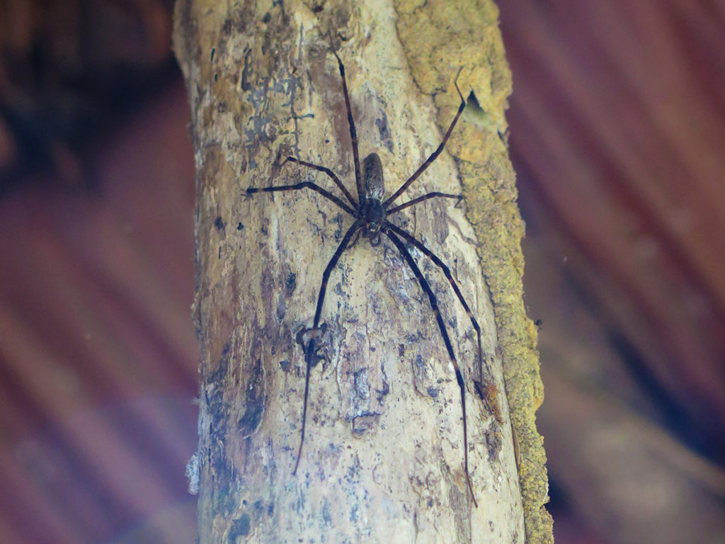 Jungle expedition to the Korowai tribe, Papua, Indonesia