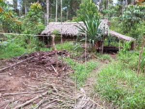 Jungle expedition to the Korowai tribe, Papua, Indonesia