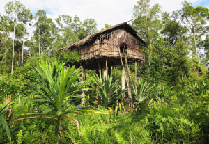 Jungle expedition to the Korowai tribe, Papua, Indonesia