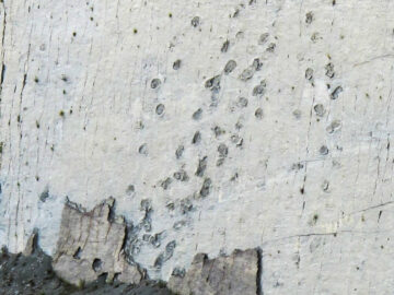 The grey marks in the rock are dinosaur footprints, and are over 65 million years old. The footprints are found in Cal Orck’o, the main attraction at Parque Cretácico near Sucre, Bolivia.