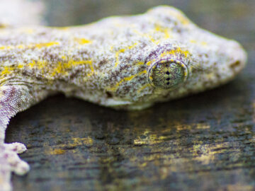 A gecko watches me as I experiment with a macro lens in Bako National Park in Sarawak (Borneo), Malaysia.