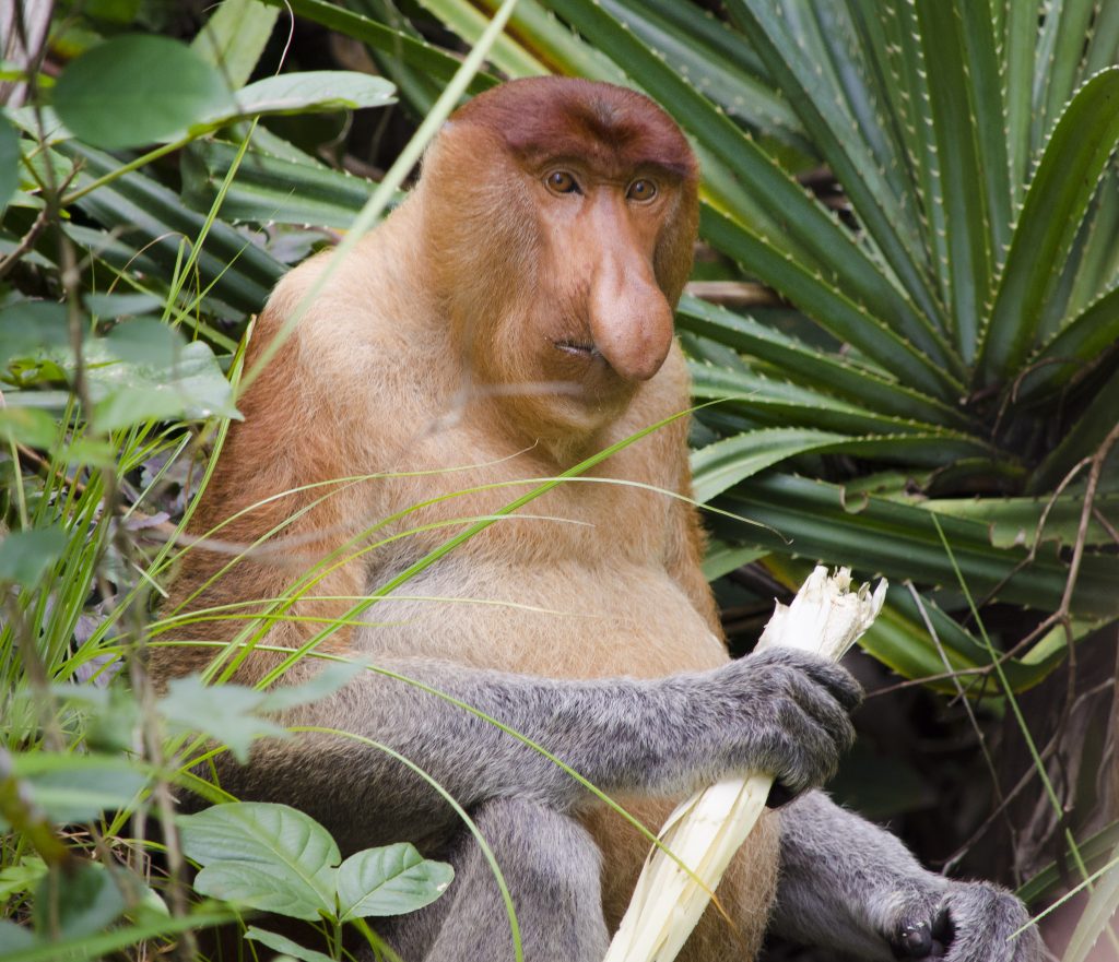 A proboscis monkey in Bako National Park, Sarawak (Borneo), Malaysia.