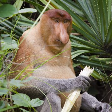 A proboscis monkey in Bako National Park, Sarawak (Borneo), Malaysia.