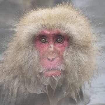 Jigokudani Monkey Park, Japan