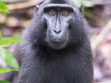 Tangkoko Batuangus Nature Reserve in northern Sulawesi