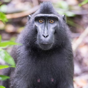 Tangkoko Batuangus Nature Reserve in northern Sulawesi